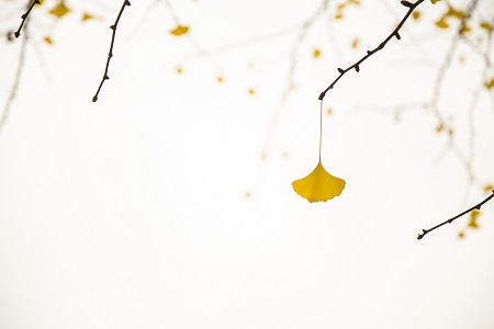 西南財經(jīng)大學(xué)專業(yè)碩士怎么上課？