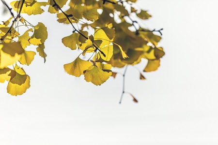 中國科學院心理研究所同等學力報名時間介紹