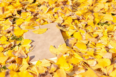 東北師范大學金融專碩需要脫產學習嗎