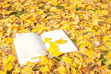 法國布雷斯特商學(xué)院國際博士報名入口