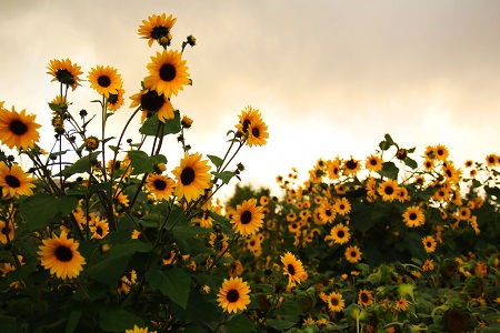 原來(lái)首都經(jīng)濟(jì)貿(mào)易大學(xué)MPA是以這些人為招生對(duì)象的！