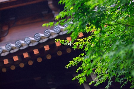 南昌大學(xué)中外合作辦學(xué)一定要出國學(xué)習(xí)嗎？